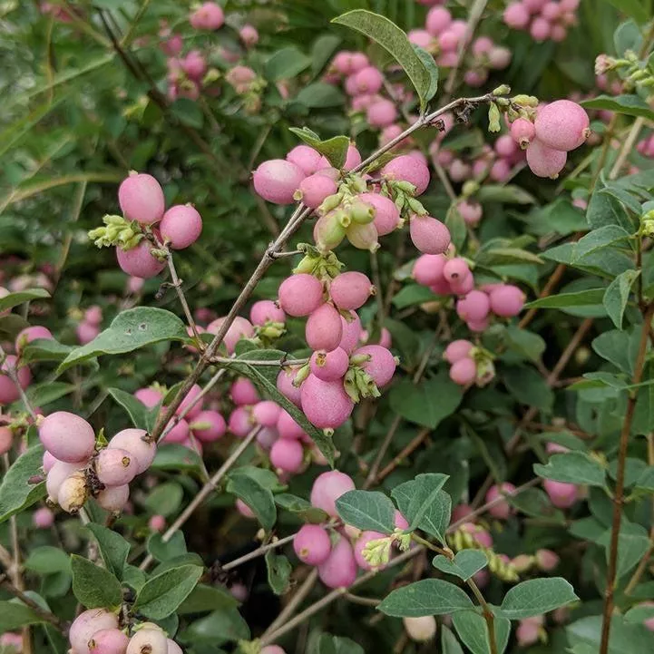 Symphoricarpos x doorenbosii 'Kolmcan'- First Editions Candy™ Coralberry
