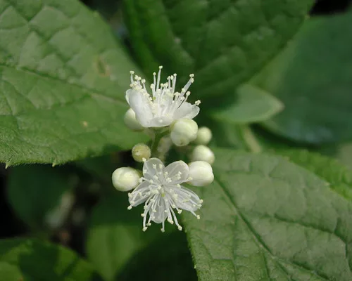 Symplocos paniculata