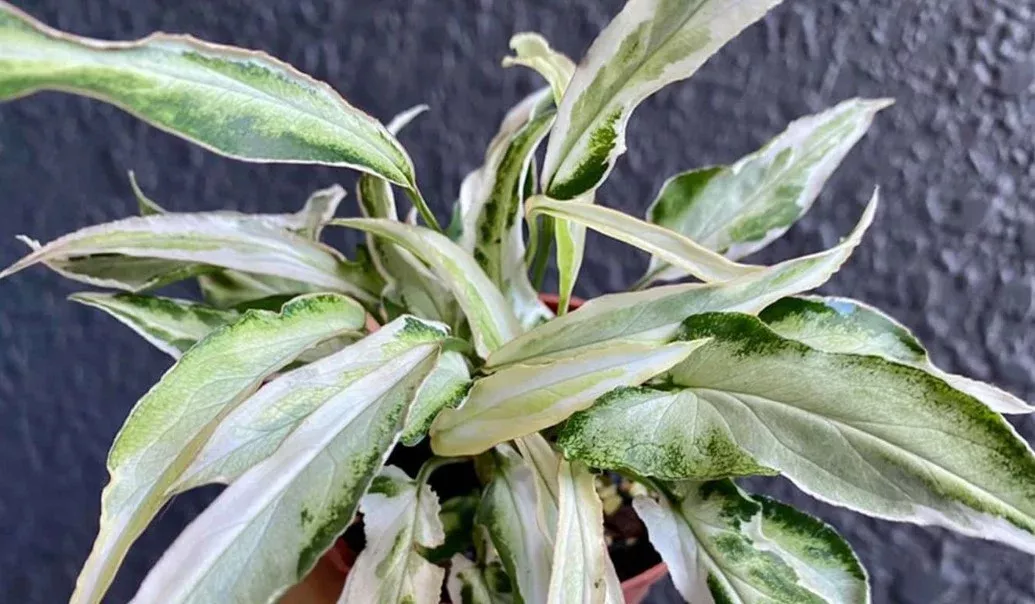 Syngonium 'Starlight'