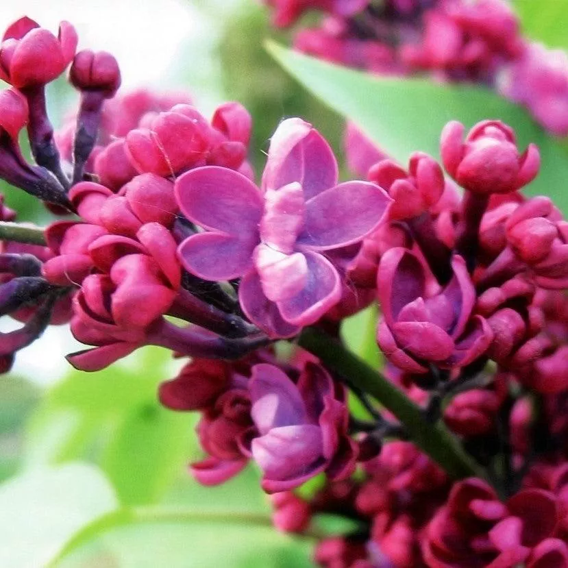Syringa 'Bailbridget'- First Editions Virtual Violet Lilac