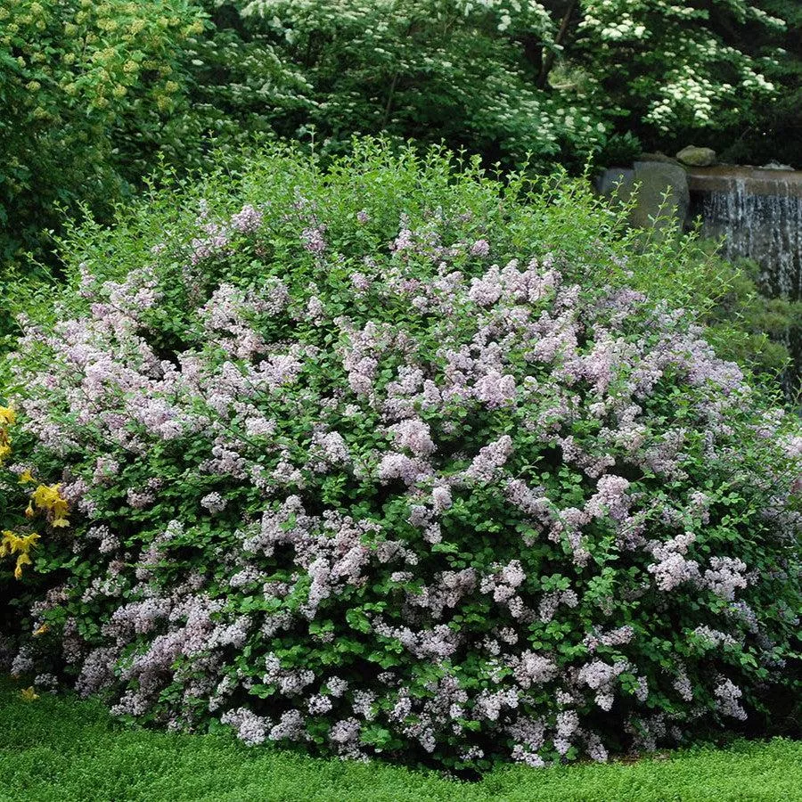 Syringa meyeri 'Palibin'- Dwarf Korean Lilac