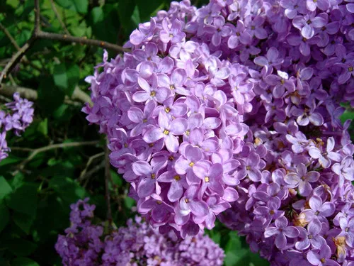 Syringa oblata