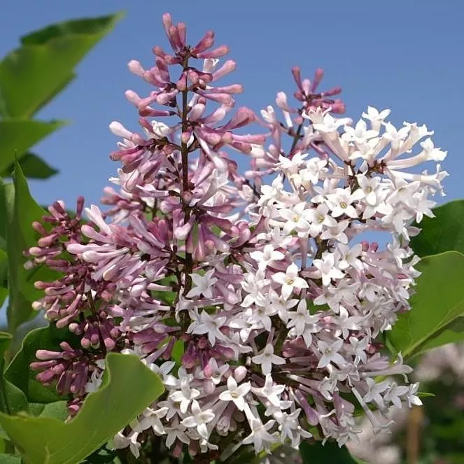 Syringa pubescens subsp. patula 'Miss Kim'- Miss Kim Manchurian Lilac