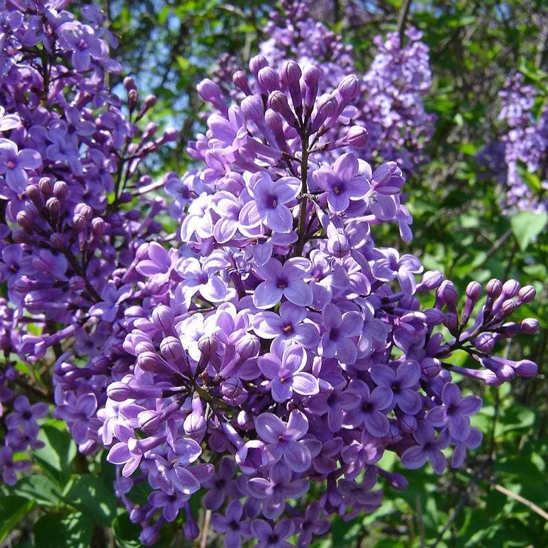 Syringa vulgaris- Common Lilac, Purple