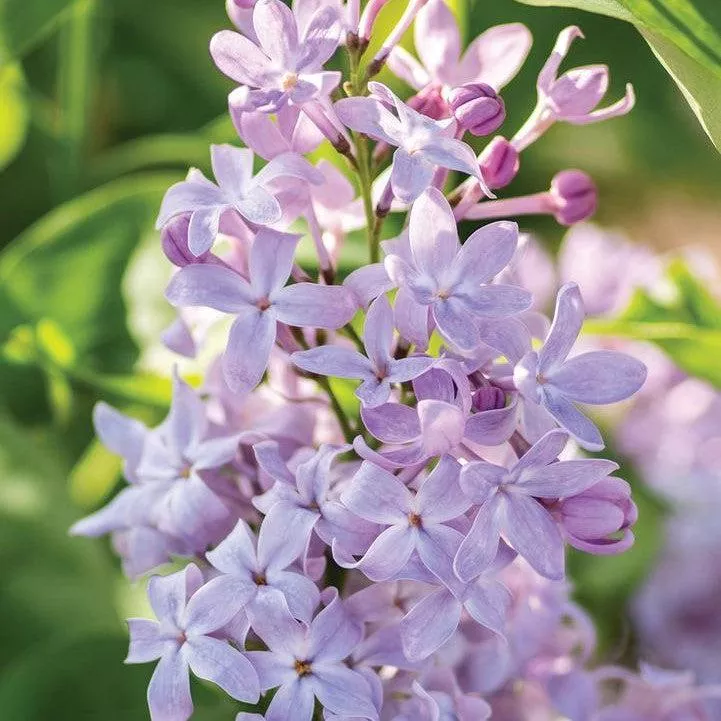 Syringa vulgaris 'G13099'- New Age™ Lavender Lilac