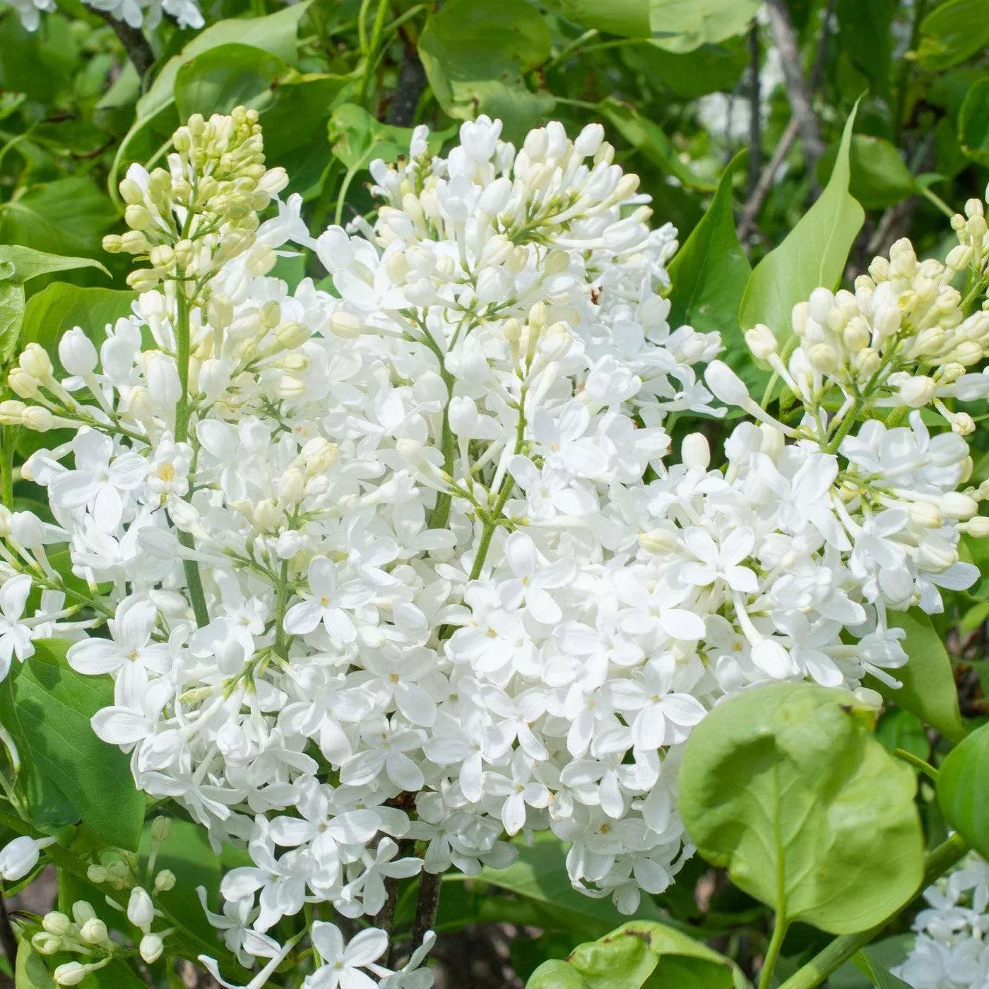 Syringa vulgaris 'G13103'- New Age™ White Lilac