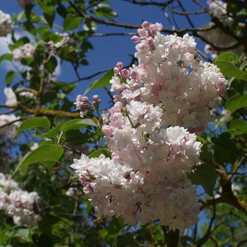 Syringa vulgaris 'Krasavitsa Moskvy'- Beauty Of Moscow Lilac