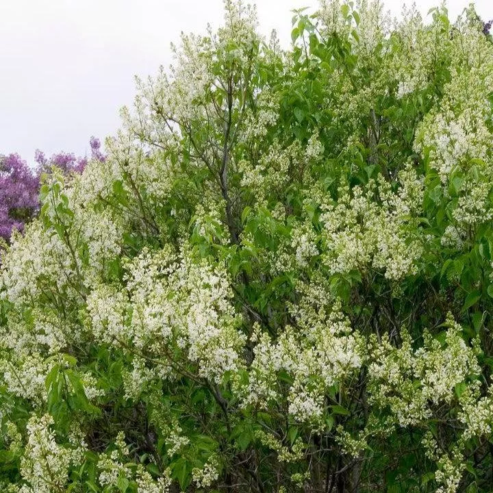 Syringa vulgaris 'Primrose'- Primrose Lilac