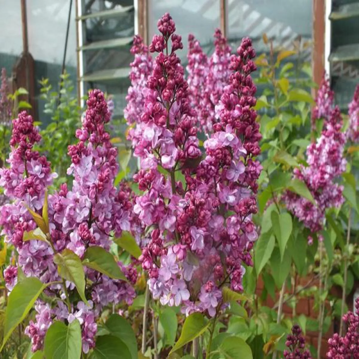 Syringa vulgaris Prince WolkonskyLilac