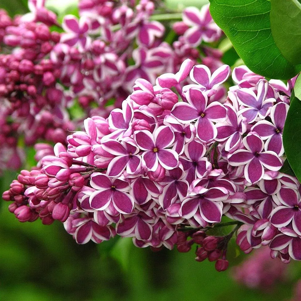 Syringa vulgaris 'Sensation'- Sensation Lilac