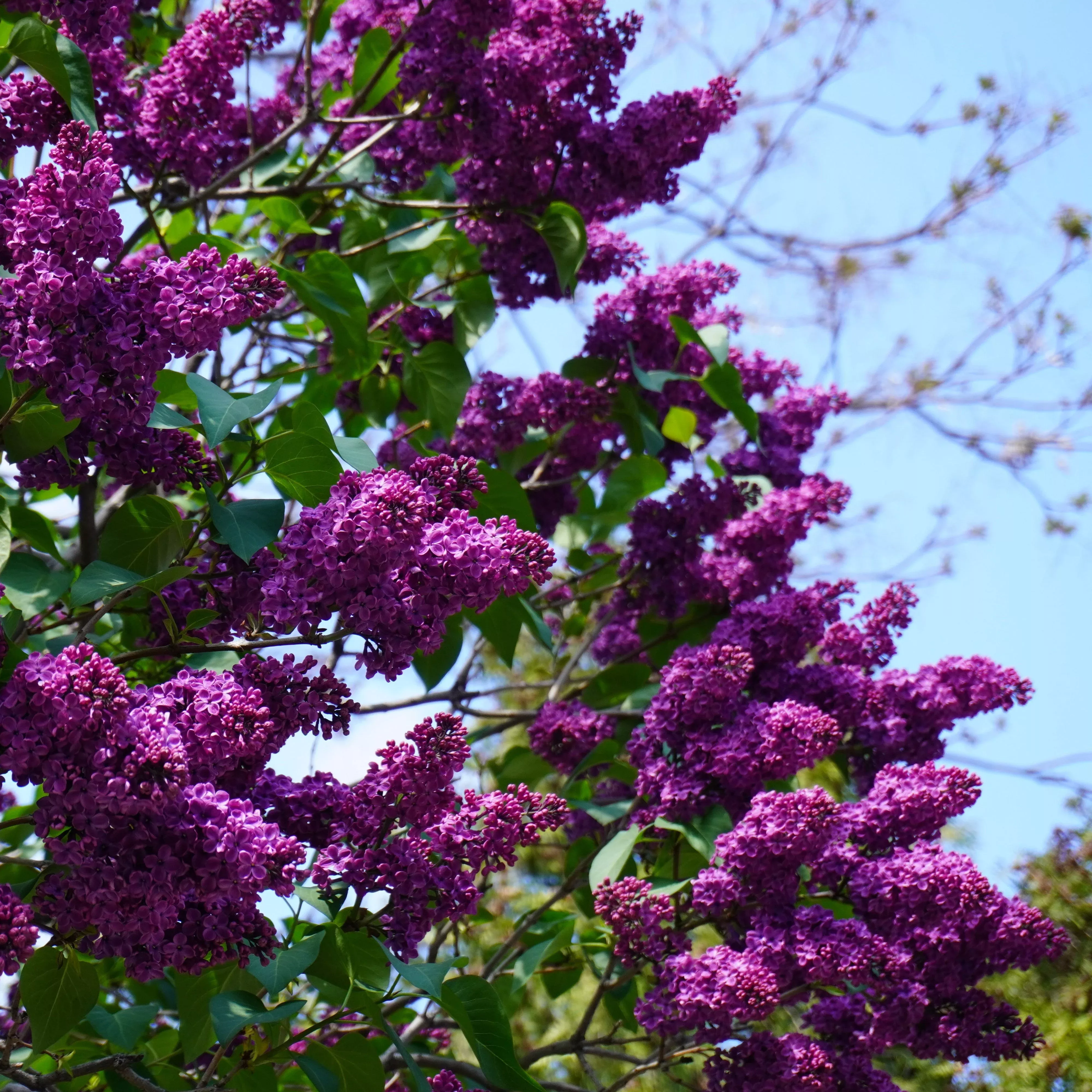 Syringa vulgaris 'Yankee Doodle'- Yankee Doodle Lilac