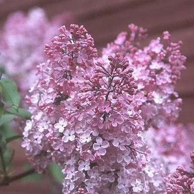 Syringa x hyacinthiflora 'Maiden's Blush'- Maiden's Blush Lilac