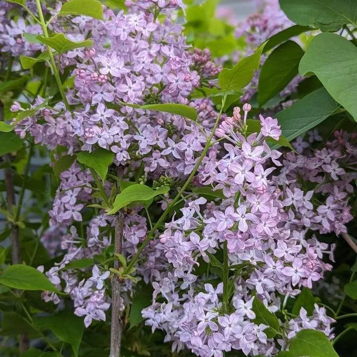 Syringa x hyacinthiflora 'SMNSHSO'- Scentara Pura Lilac
