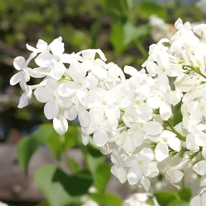 Syringa x oblata 'Betsy Ross'- Betsy Ross Lilac