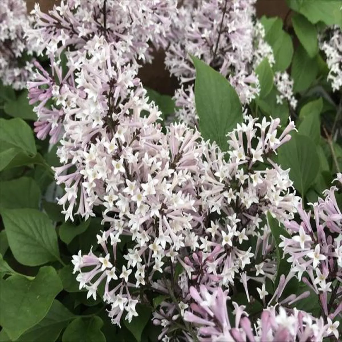 Syringa x prestoniae KimLilac