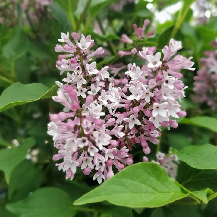 Syringa x 'SMNSDTP'- Baby Kim Lilac