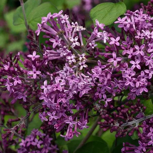 Syringa x 'SMSJBP7'- Bloomerang Dark Purple Lilac