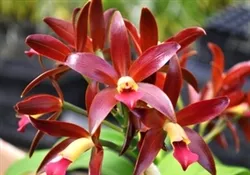 T-4305 C. Chocolate Drop ‘Kodama’-Dark Red Yellow center
