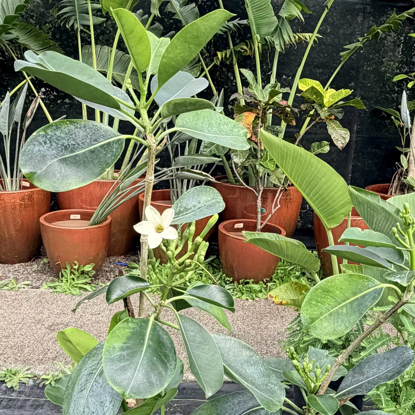 Tahitian Puakenikeni (Giant Puakenikeni)