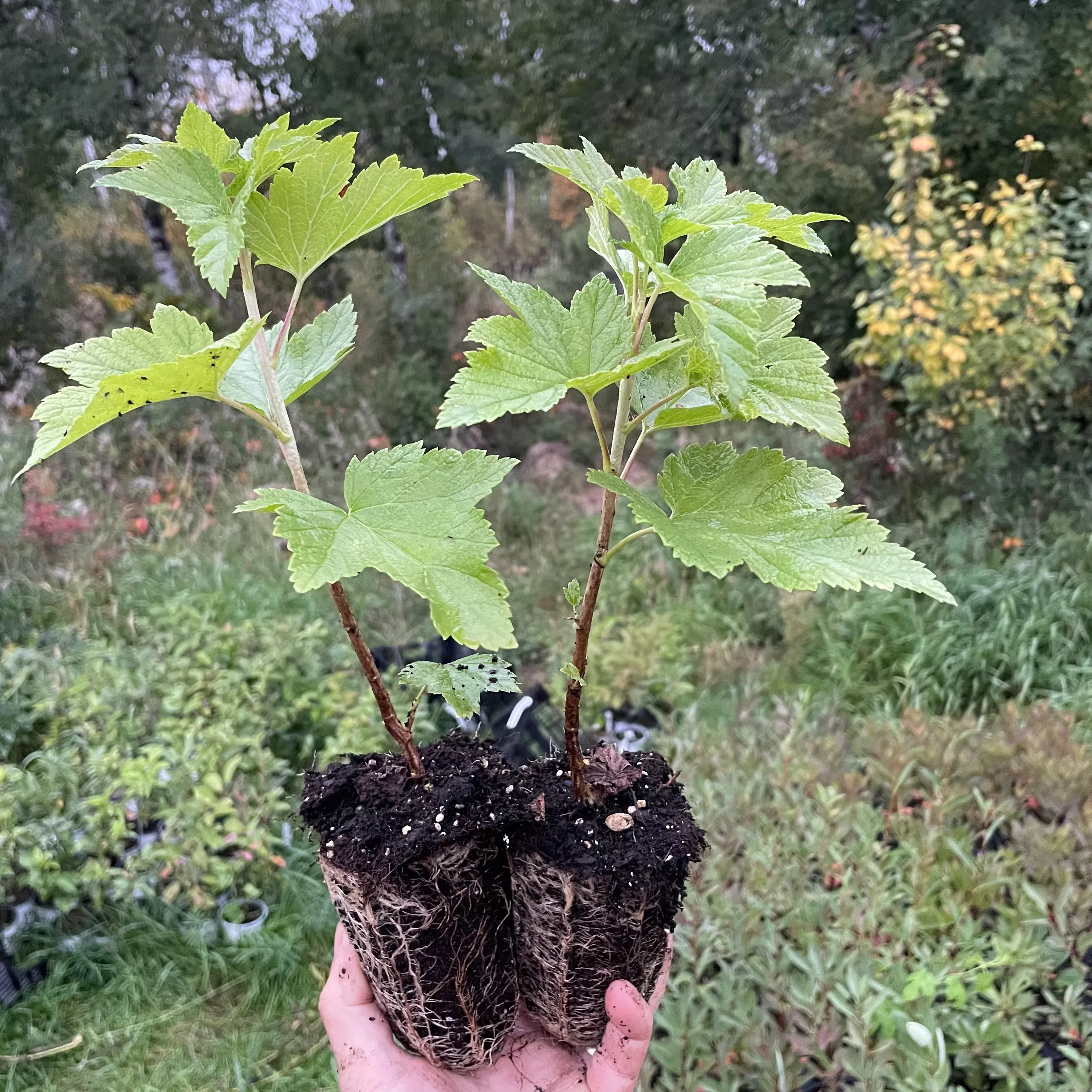 Tahsis Black Currant