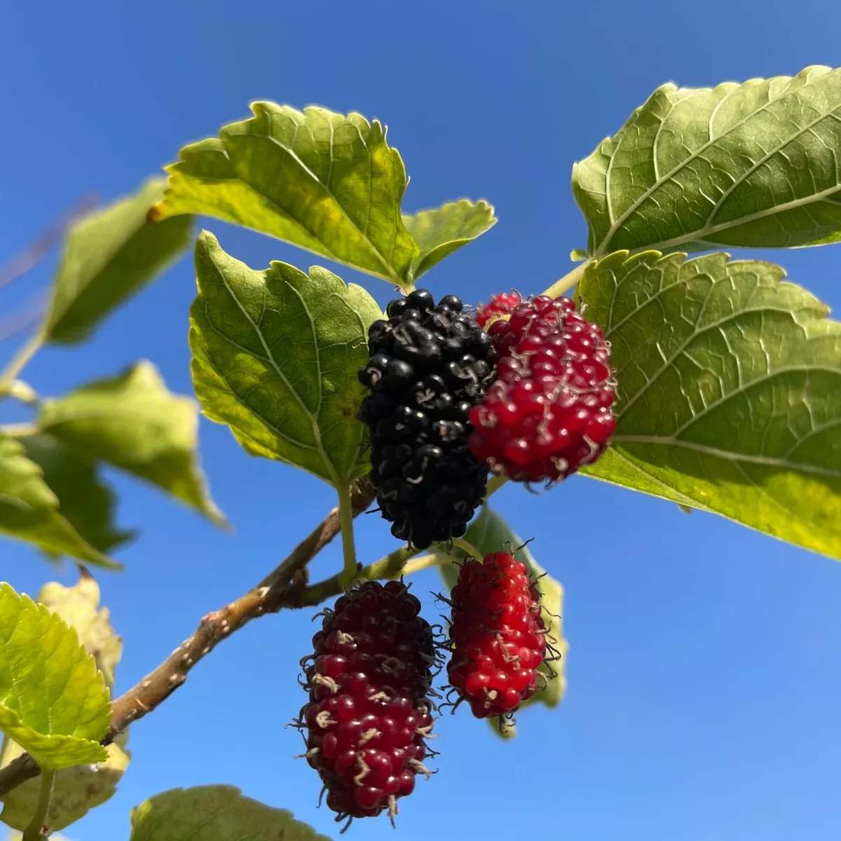 Taiwan Mulberry