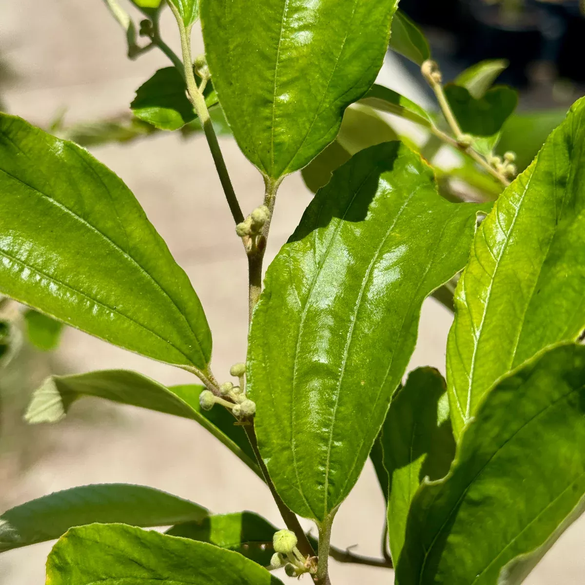 Taiwanese Green Jujube
