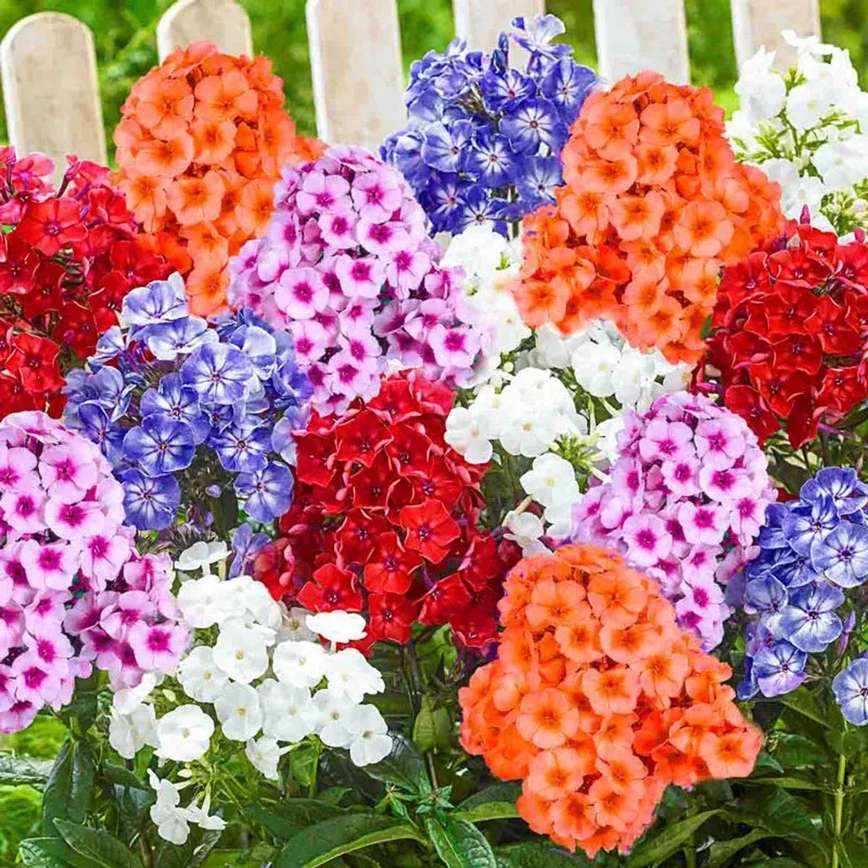 Tall Hybrid Phlox Mixture