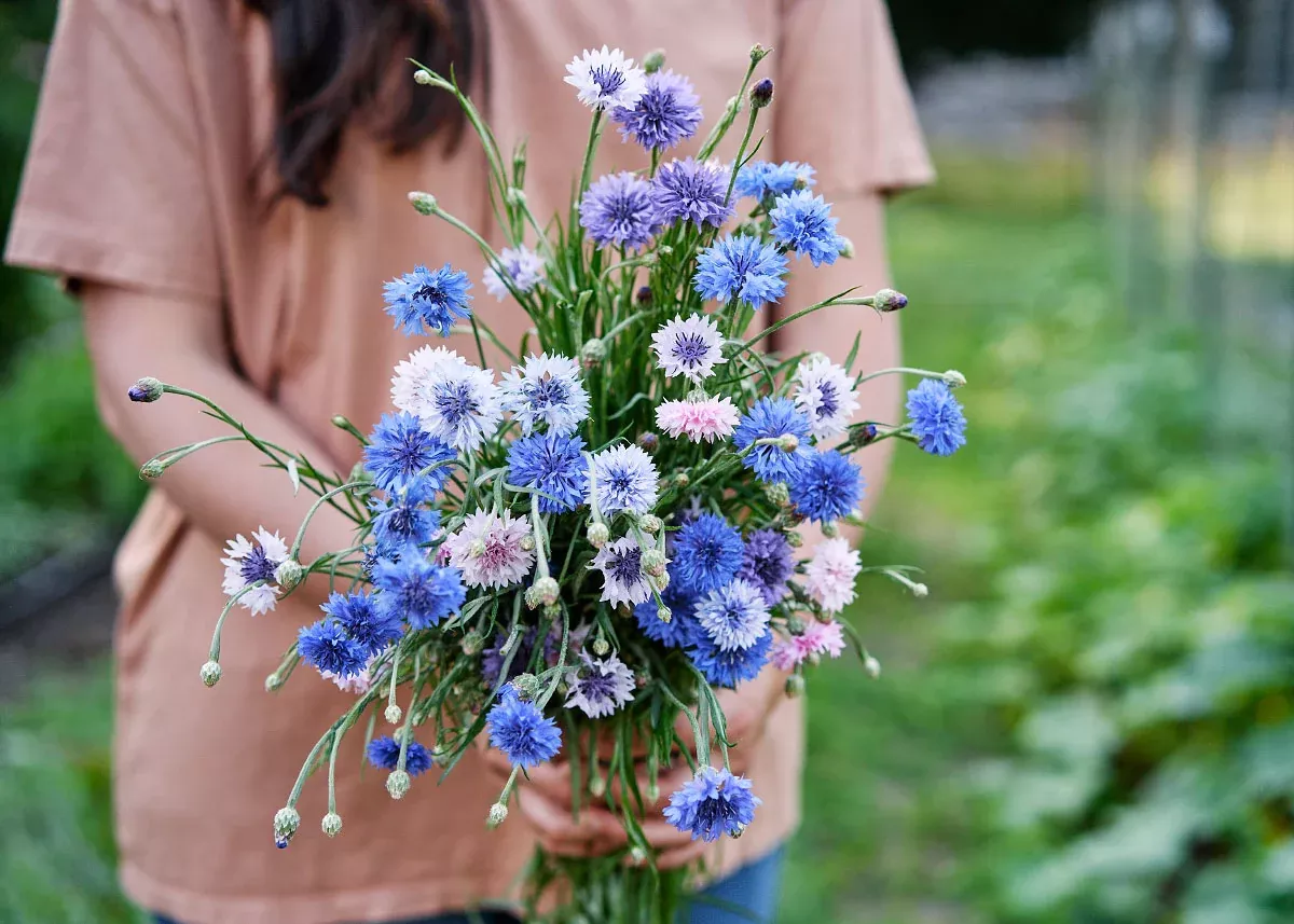 Tall Mix - Centaurea Seeds