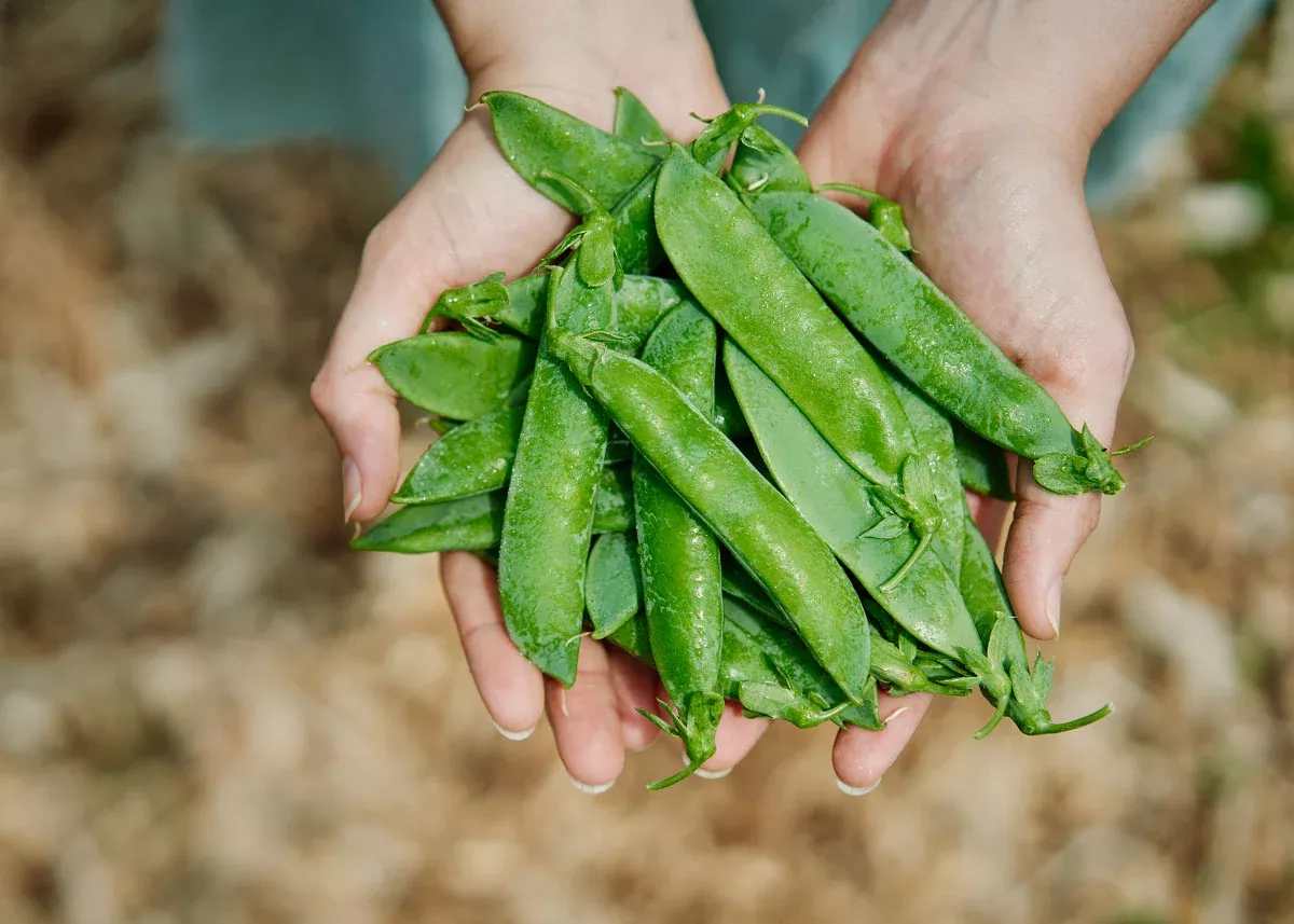 Tall Telephone - Shelling Pea Seeds