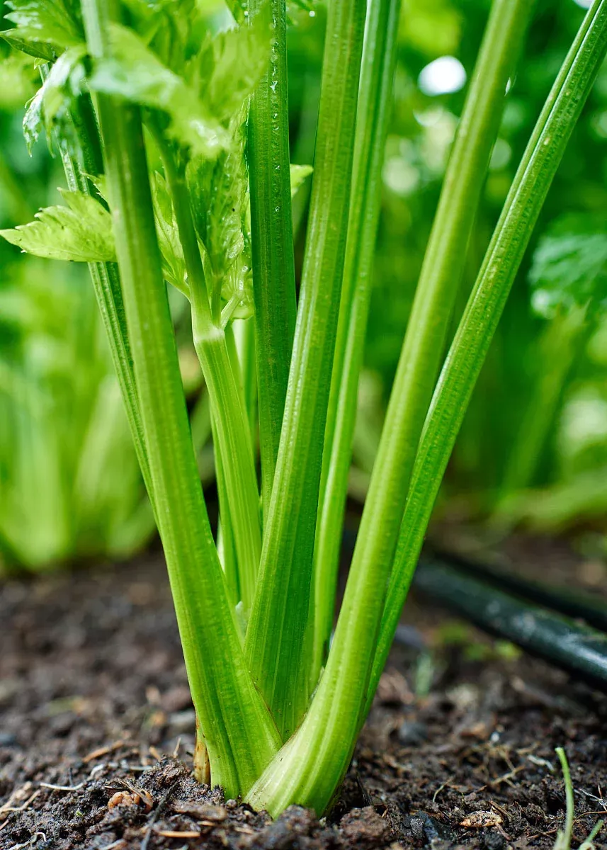 Tall Utah - Organic Celery Seeds