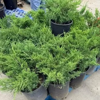 Tam Juniper