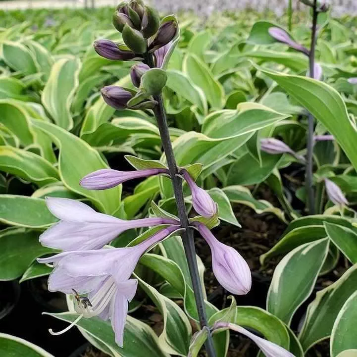 Tambourine Hosta