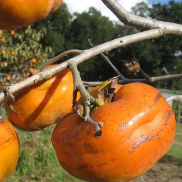 Tamopan Persimmon
