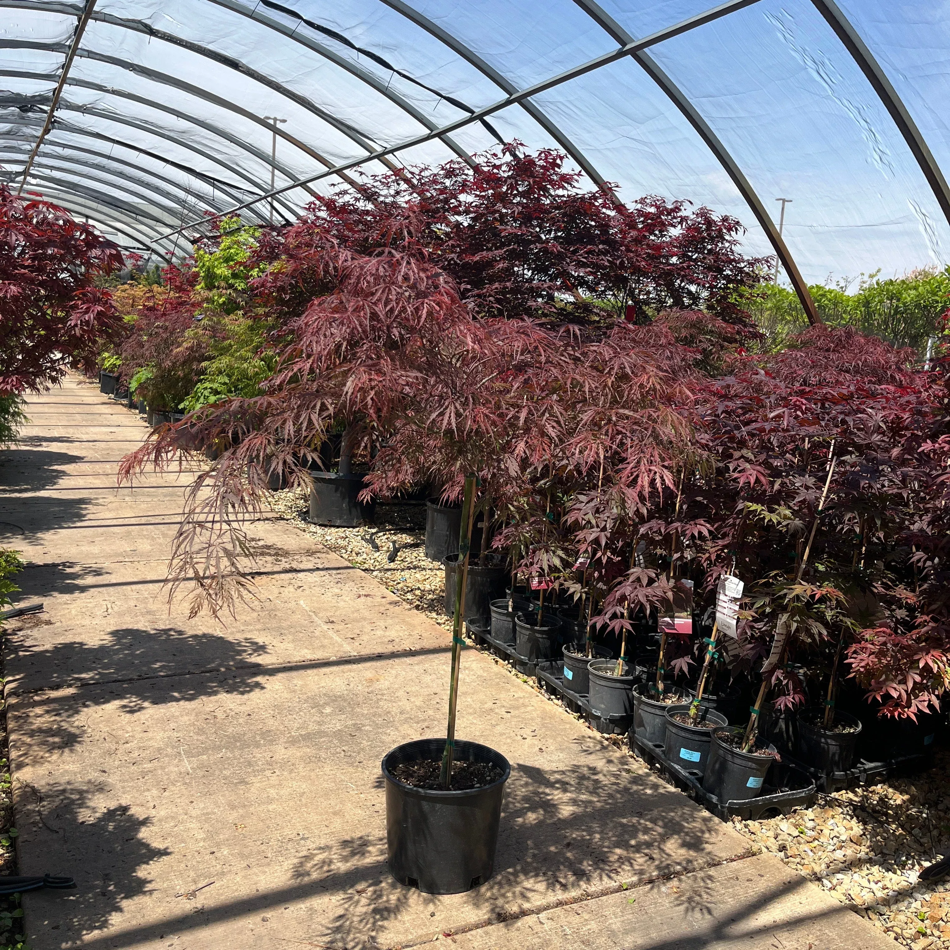 Tamukeyama Japanese Maple - Acer palmatum - Potted Tree (Multiple Sizes)