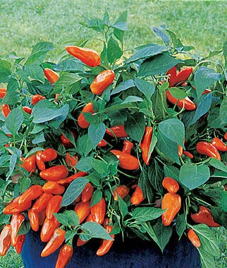 Tangerine Dream Pepper- 4" pot