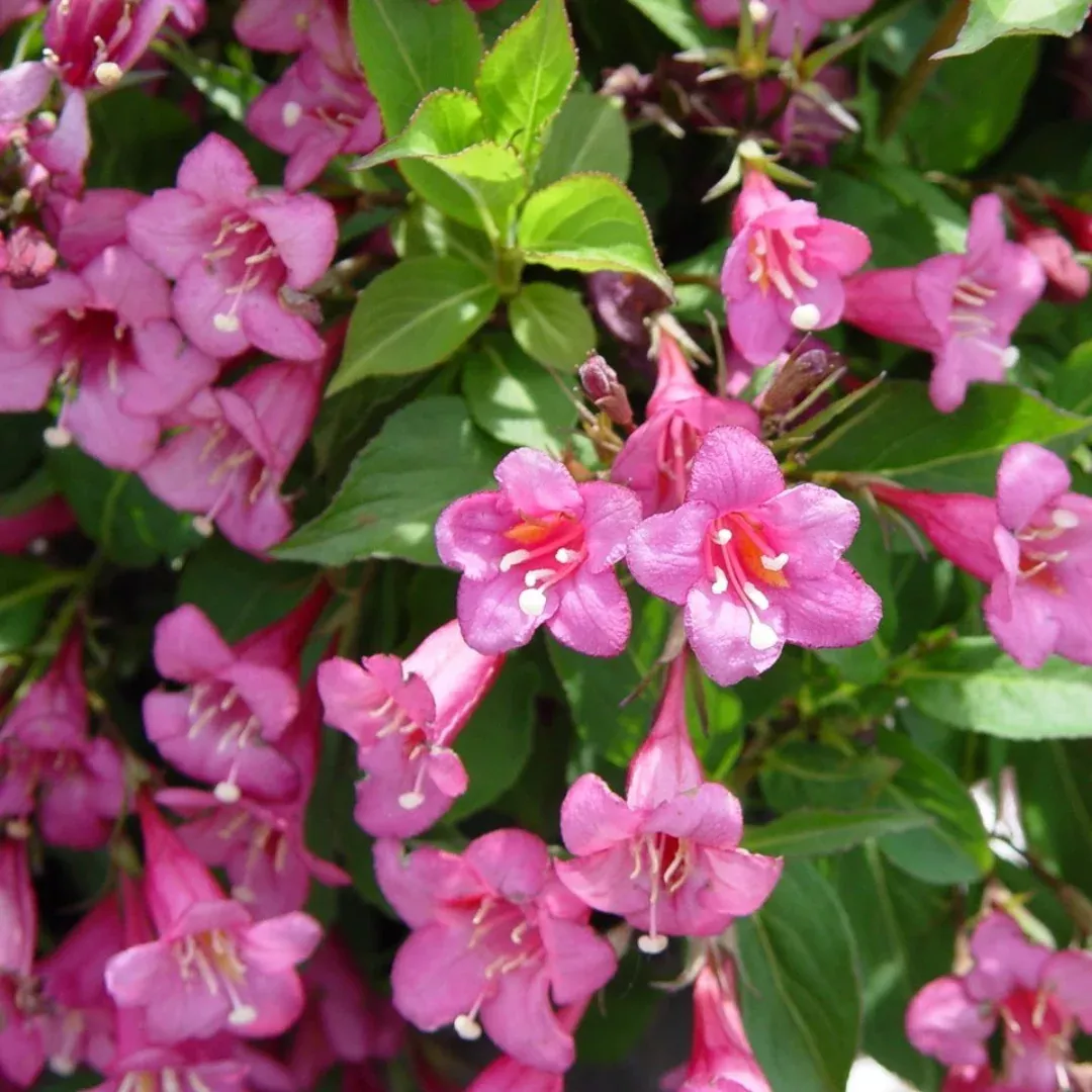 Tango' Weigela Florida