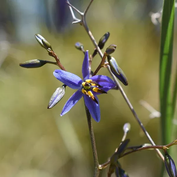 Tasred Flax Lily