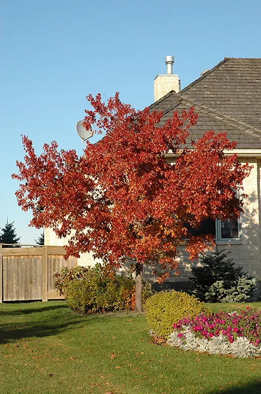 Tatarian Maple - Acer tataricum - 7 Foot Ball & Burlap Tree
