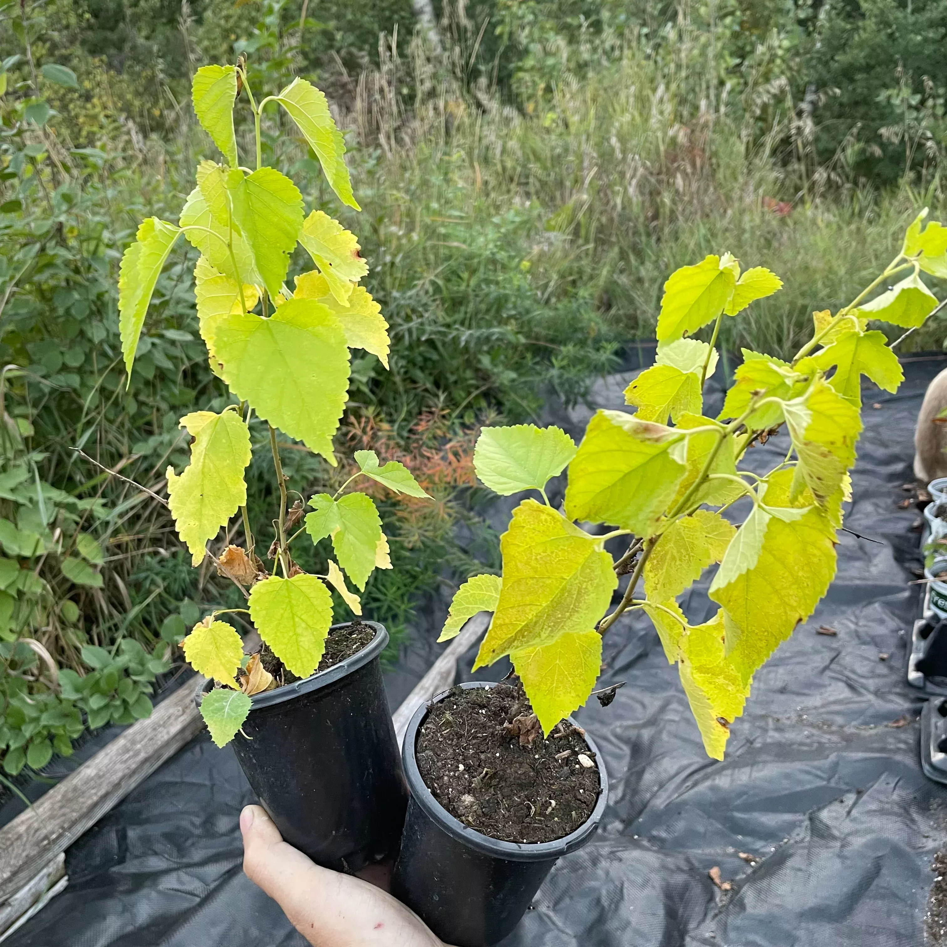 Tatarian White Mulberry (Morus alba var. tatarica)
