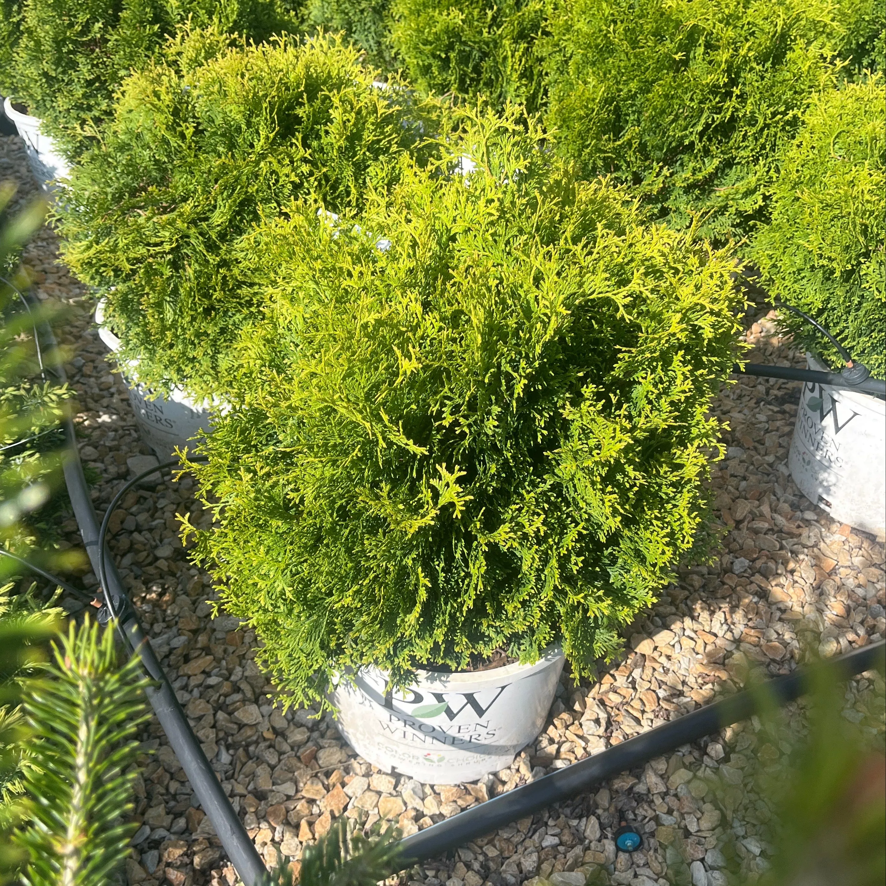 Tater Tot™ Arborvitae - Thuja occidentalis - 6 Gallon Potted Evergreen Shrub