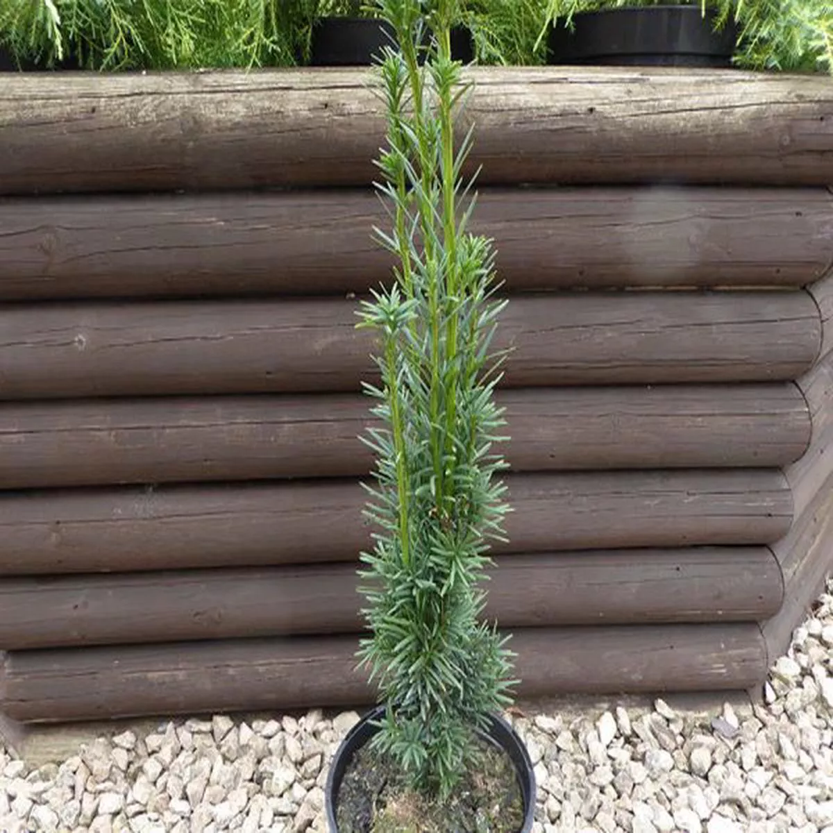 Taxus baccata Fastigiata RobustaCommon Irish Yew
