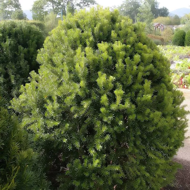 Taxus × media 'Hicksii'- Hick's Yew