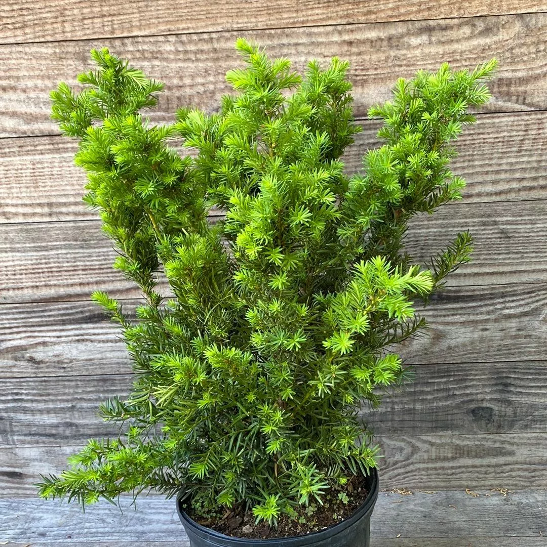 Taxus x media 'Densiformis'- Dense Spreading Yew