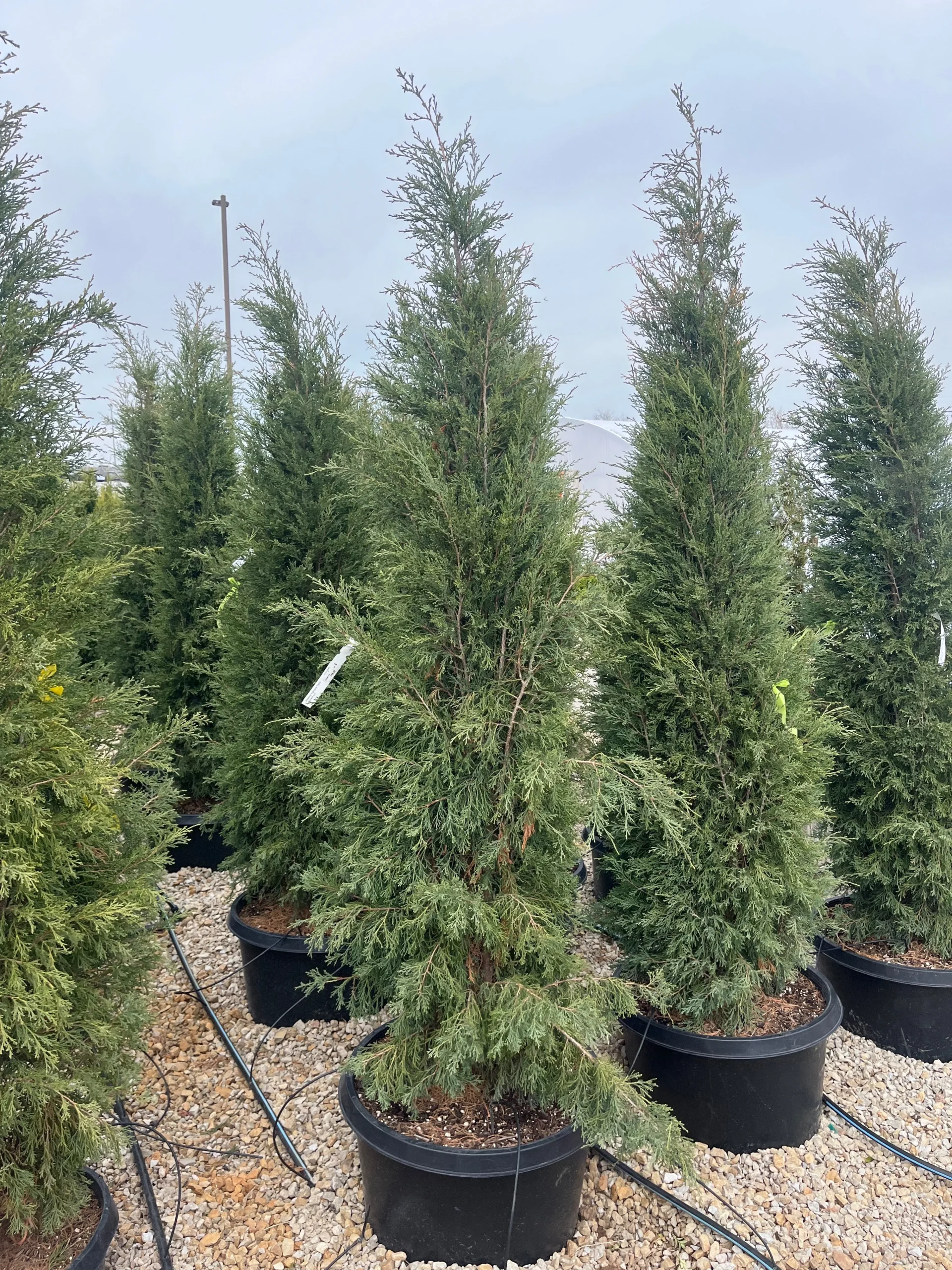 Taylor Juniper - Juniperus virginiana - 25 Gallon Potted Evergreen Tree
