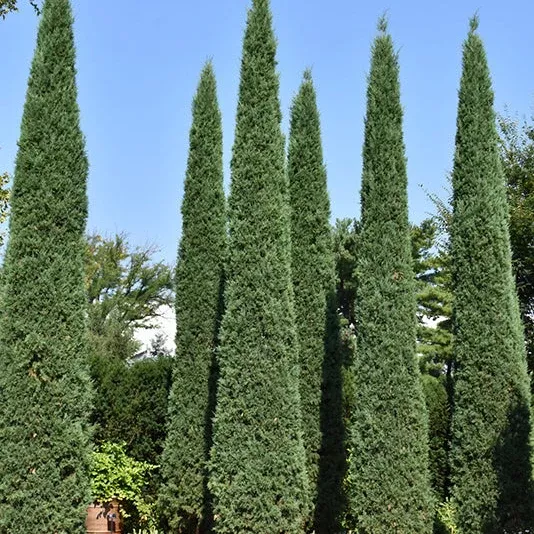 Taylor Juniper - Juniperus virginiana - 6' Foot Ball & Burlap Tree