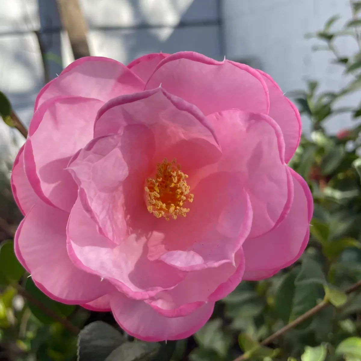 Taylor's Perfection Camellia