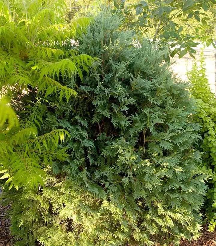 Technito Arborvitae