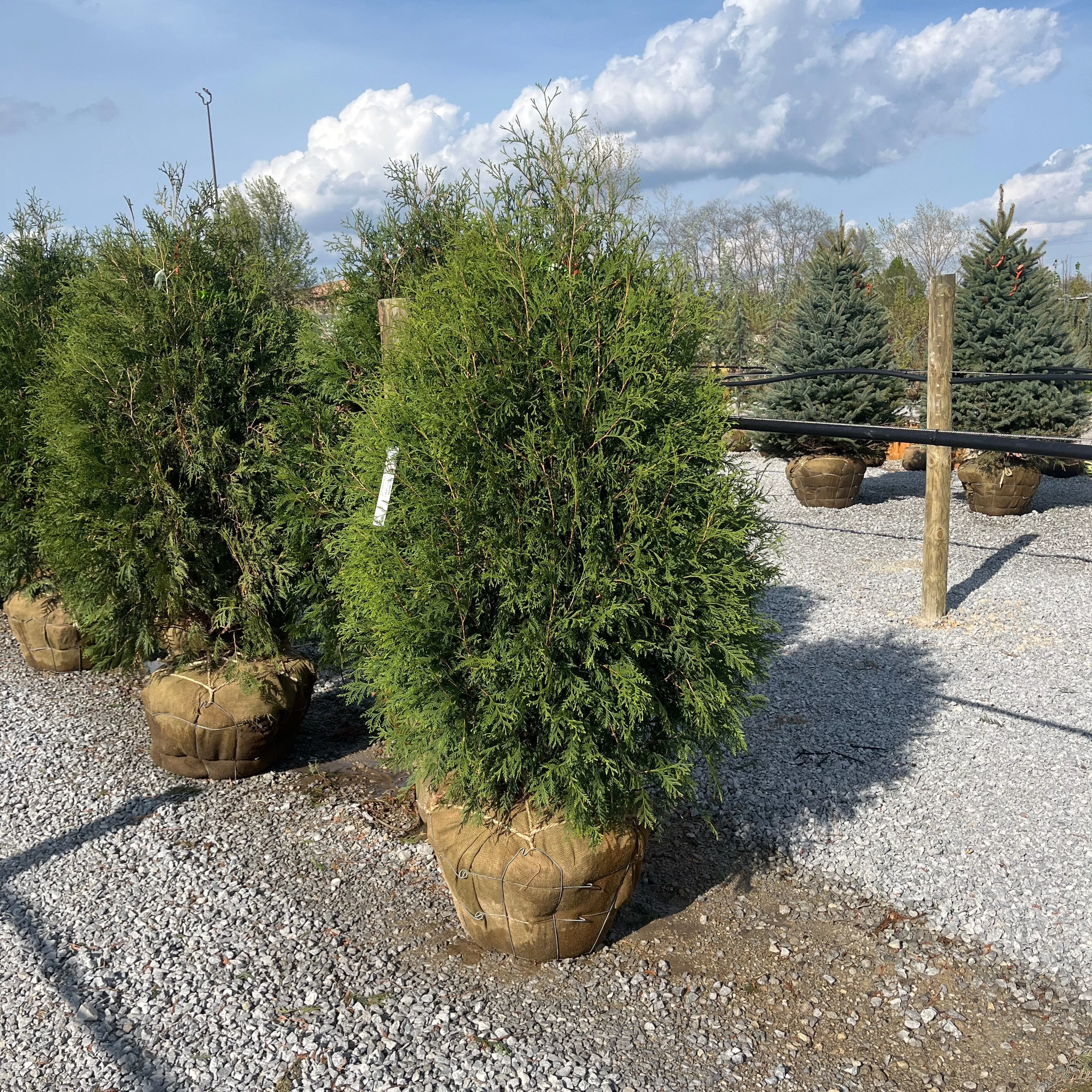 Techny Arborvitae - Thuja occidentalis - Ball & Burlap Tree (Multiple Sizes)