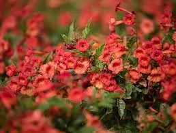 Tecoma Red Hot