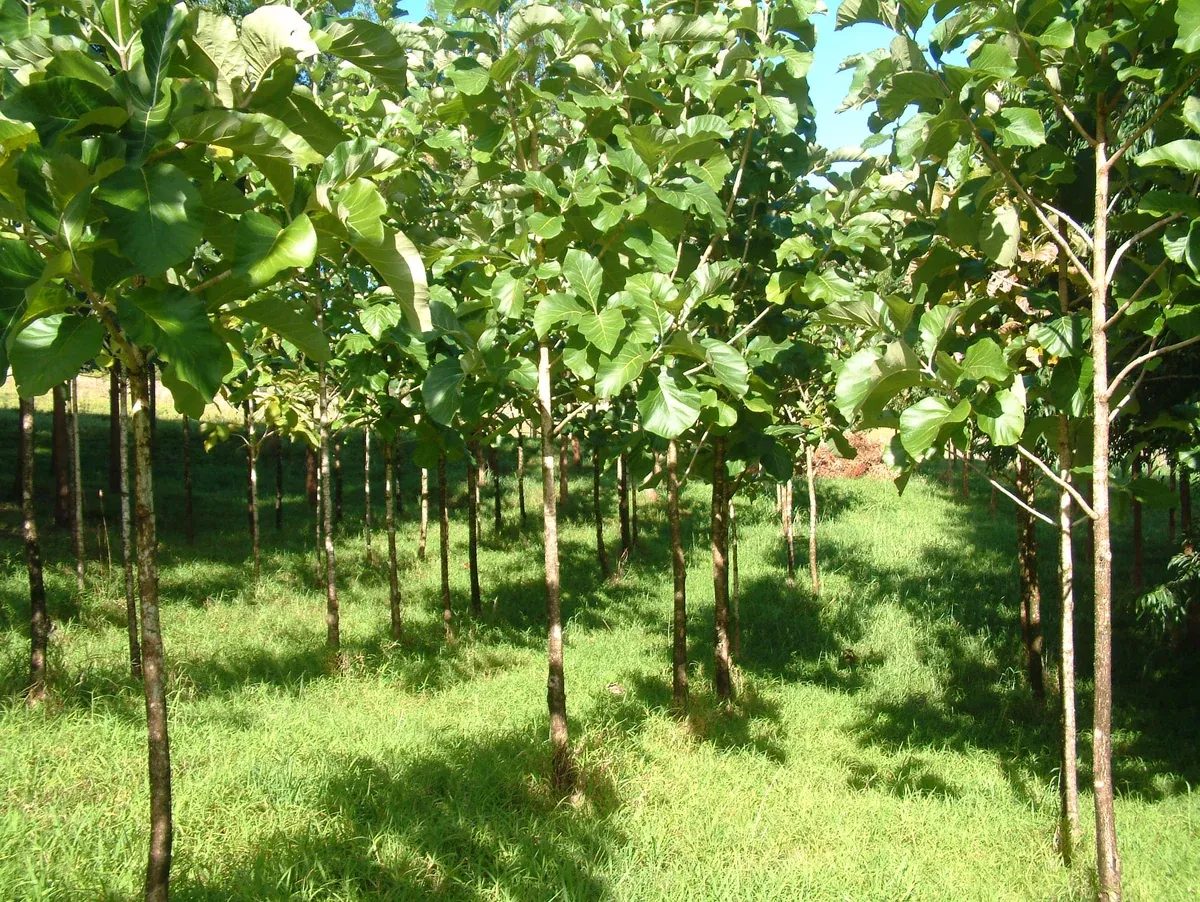 Tectona grandis 7 Seeds - Teak Tree